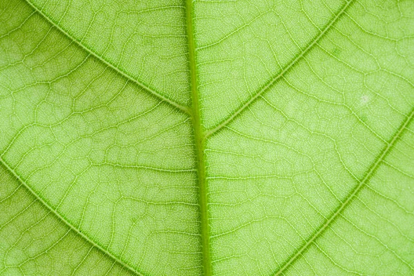 Texture of green leaf nature background — Stock Photo, Image