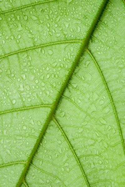 Foco suave natureza fundo textura verde folha com gota de água . — Fotografia de Stock