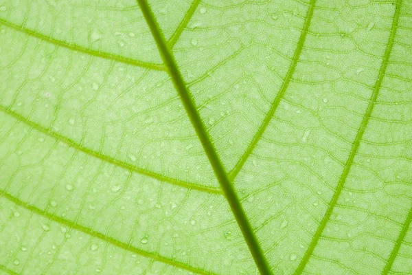 Lágy fókusz természet háttér textúra zöld levél csepp víz. — Stock Fotó