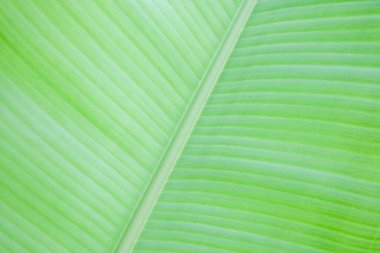 Muzun taze yeşil yaprak dokusu.