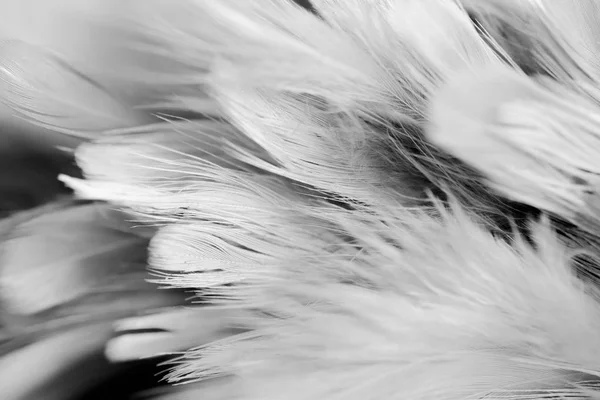 ソフト フォーカス白い羽のテクスチャ背景 — ストック写真