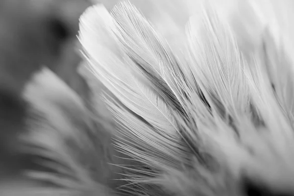 Soft focus White feather texture background — Stock Photo, Image