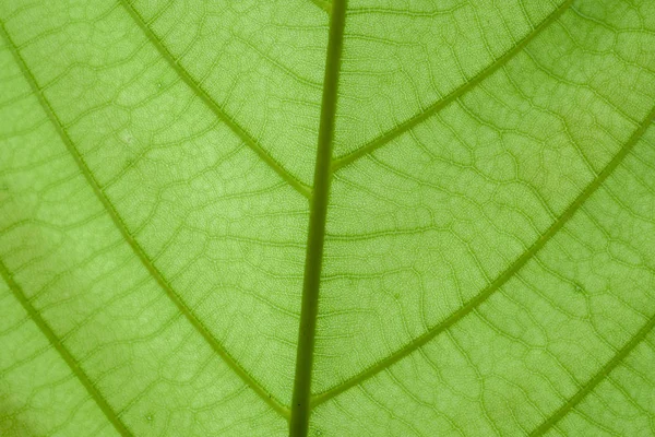 Texture of green leaf nature background — Stock Photo, Image