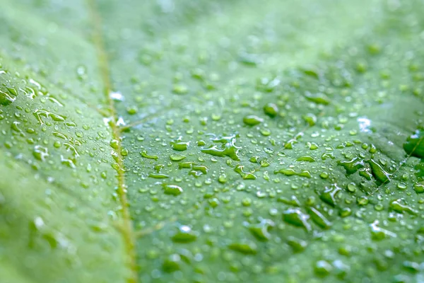 Měkké zaměření přírodní pozadí textury zelený list s kapkou vody. — Stock fotografie