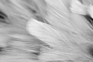 yumuşak odak beyaz tüy doku arka plan