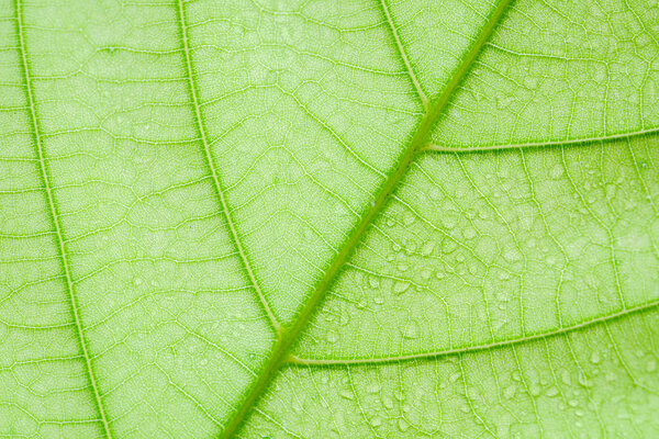 Soft Focus nature background texture green leaf with water drop.