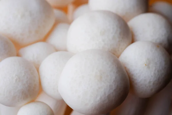 Champignons sur la table en bois matières premières pour la cuisson — Photo