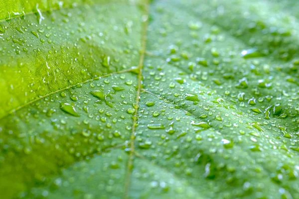 Měkké zaměření přírodní pozadí textury zelený list s kapkou vody. — Stock fotografie