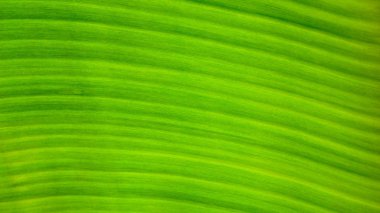 Muzun taze yeşil yaprak dokusu