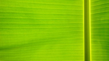 Muzun taze yeşil yaprak dokusu