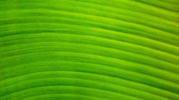 Fresco verde Folha textura fundo de banana — Fotografia de Stock