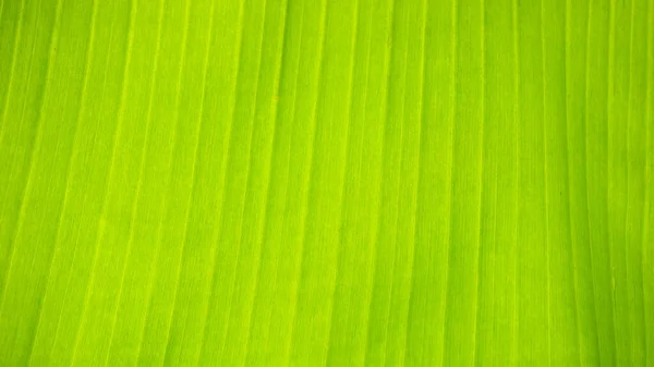 Свежий зеленый лист текстуры фона банана — стоковое фото