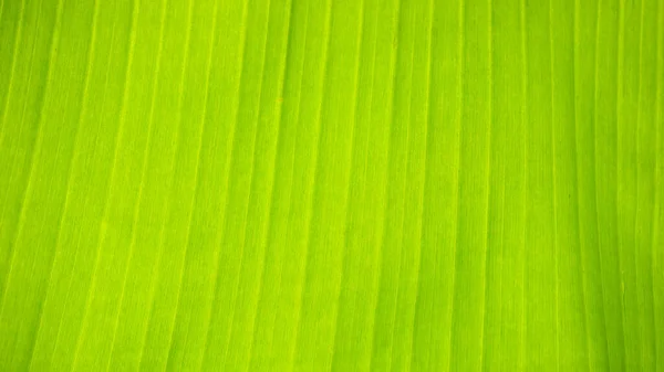 Fresco verde Folha textura fundo de banana — Fotografia de Stock