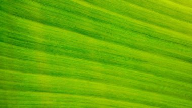 Muzun taze yeşil yaprak dokusu