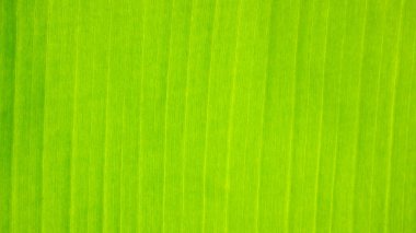 Muzun taze yeşil yaprak dokusu