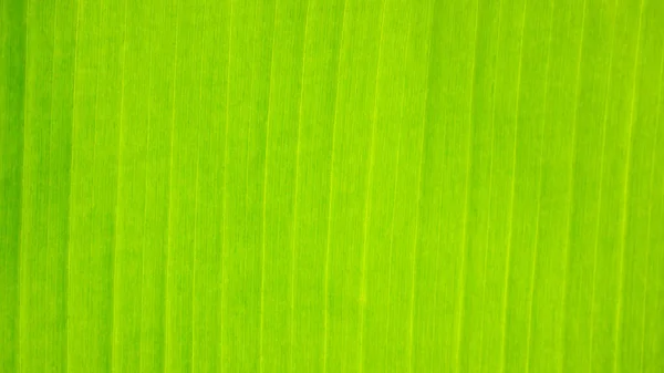 Świeże zielone liści tekstury tło banana — Zdjęcie stockowe