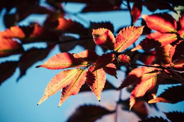 Japonya 'da sonbahar yaprakları