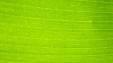 Muzun taze yeşil yaprak dokusu