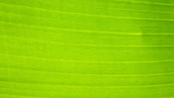 Frische grüne Blatttextur Hintergrund der Banane — Stockfoto