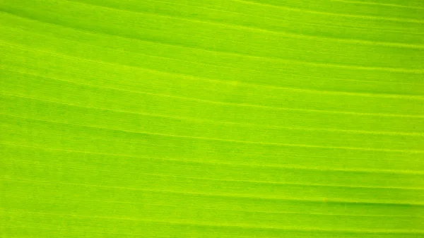 Fresco verde Folha textura fundo de banana — Fotografia de Stock