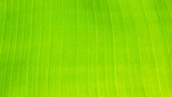 Frische grüne Blatttextur Hintergrund der Banane — Stockfoto