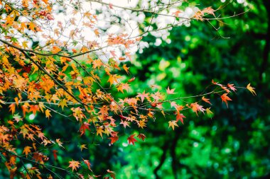 Japonya 'da sonbahar yaprakları