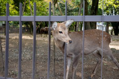 Nara parkında güzel bir geyik. Japon seyahat konsepti
