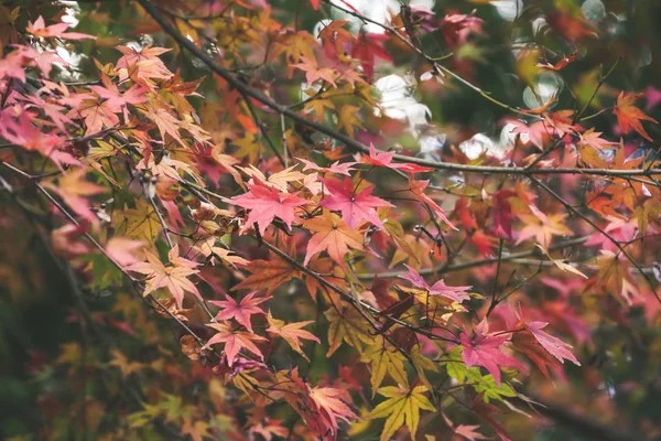 Hintergrund Herbst Blätter in Japan — Stockfoto