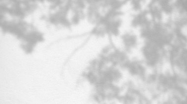 Gölgelerin soyut arka plan dokusu beton bir duvara yaprakları