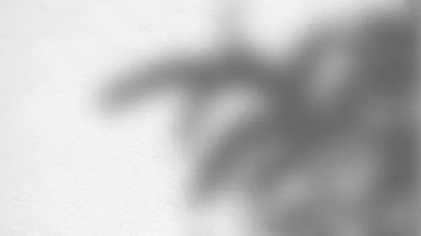 Абстрактний фон текстура листя тіней на бетонній стіні — стокове фото