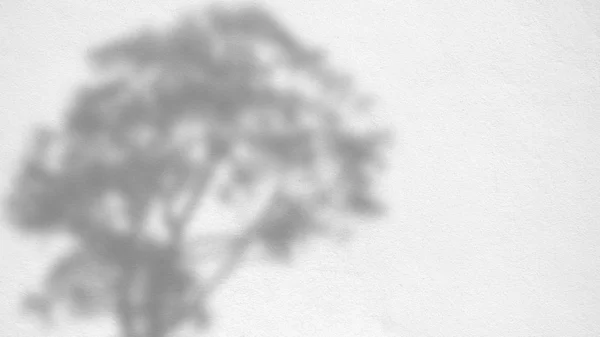 Αφηρημένη υφή φόντο των σκιών φύλλα σε ένα τσιμεντένιο τοίχο — Φωτογραφία Αρχείου