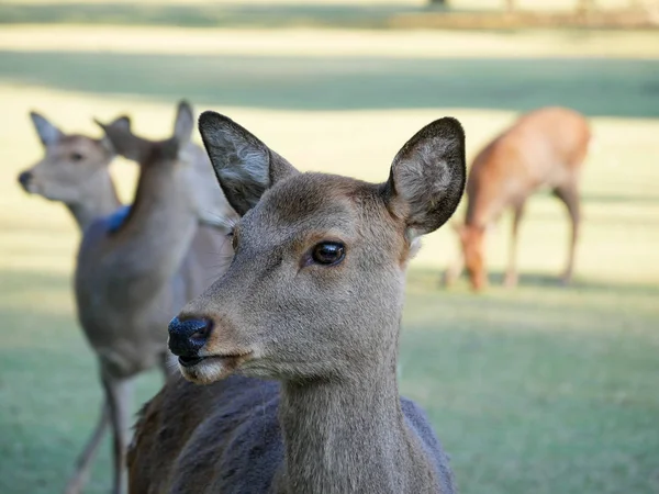 奈良公園の美しい自然鹿。日本旅行のコンセプト — ストック写真