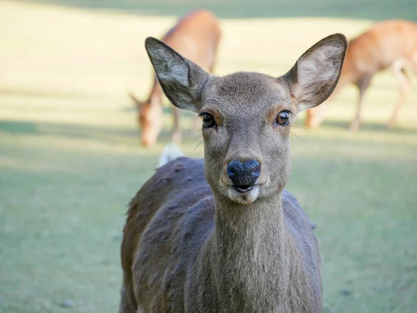 奈良公園の美しい自然鹿。日本旅行のコンセプト — ストック写真