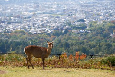 Nara parkında güzel bir geyik. Japon seyahat konsepti