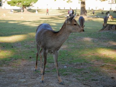 Nara parkında güzel bir geyik. Japon seyahat konsepti