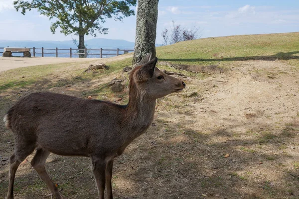 奈良公園の美しい自然鹿。日本旅行のコンセプト — ストック写真