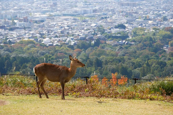 奈良公園の美しい自然鹿。日本旅行のコンセプト — ストック写真