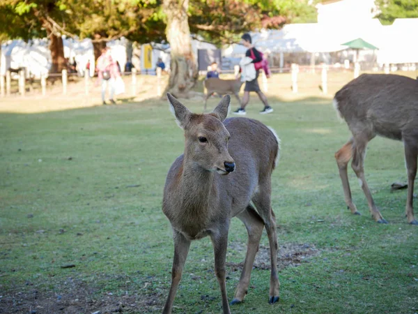 Schöne Natur Hirsche in nara Park. Japanisches Reisekonzept — Stockfoto