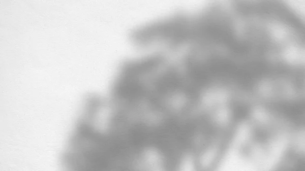 Αφηρημένη υφή φόντο των σκιών φύλλα σε ένα τσιμεντένιο τοίχο — Φωτογραφία Αρχείου