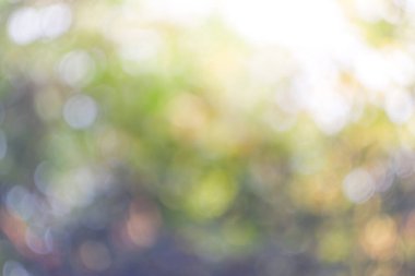 Güneşli, soyut yeşil doğa arka planı, Bokeh ışığı, doğa, bahçe, bahar ve yaz mevsimi olan Görüntü Parkı