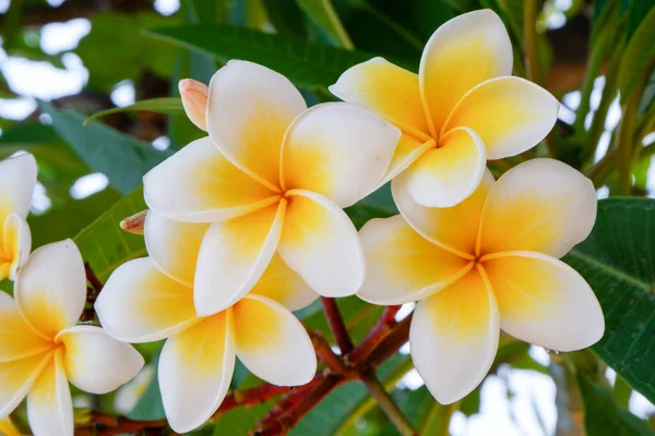 Białe Żółte Kwiaty Frangipani Naturalnym Tłem — Zdjęcie stockowe