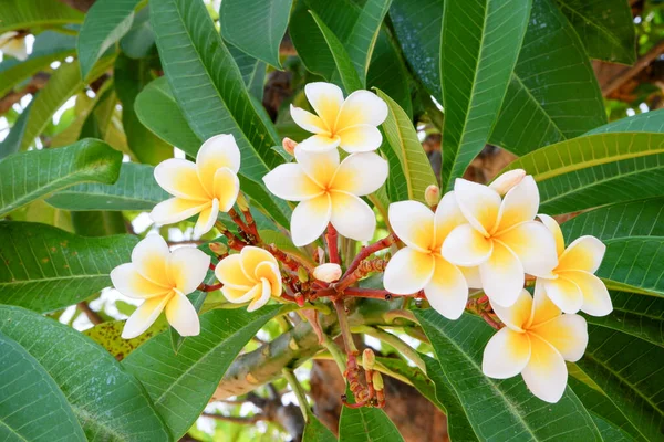Vit Och Gul Frangipani Blommor Med Naturlig Bakgrund — Stockfoto