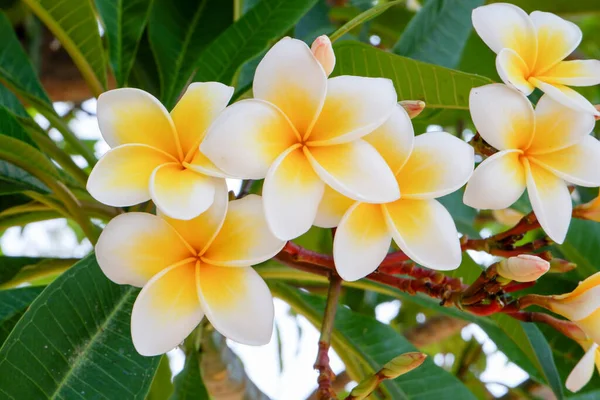 Flores Brancas Amarelas Frangipani Com Fundo Natural — Fotografia de Stock