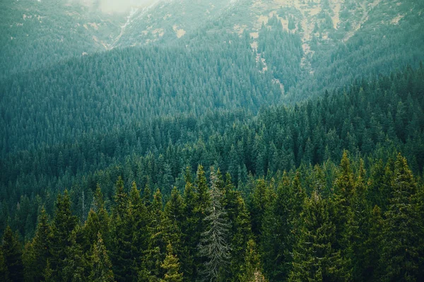 Yeşil Çam Ormanı Manzara — Stok fotoğraf