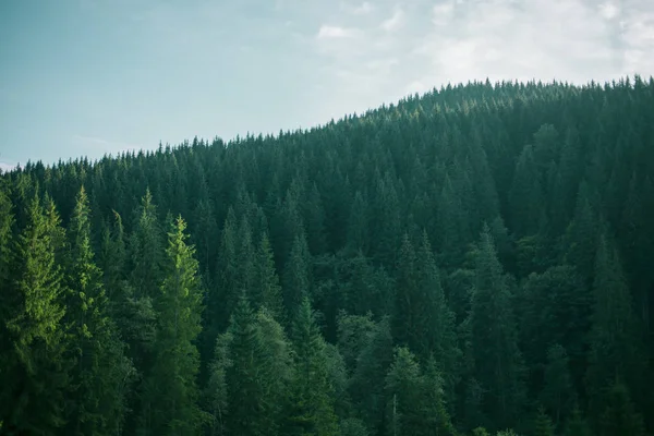 Green Pine Forest Landscape