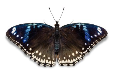 büyük eggfly kelebek