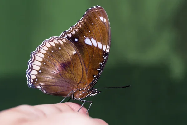 Gran mariposa de huevo — Foto de Stock