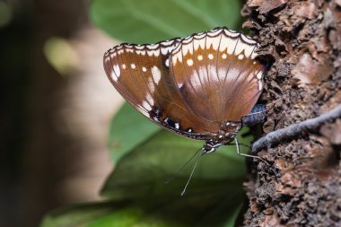 büyük eggfly kelebek