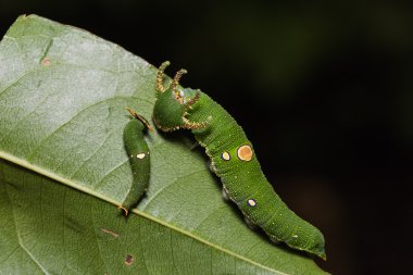 Sarımsı kahverengi Rajah tırtıllar