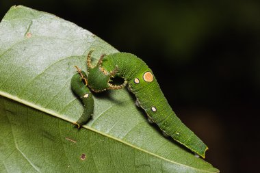 Sarımsı kahverengi Rajah tırtıllar